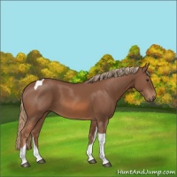 Horse Color:Chestnut Tobiano 