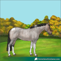 Horse Color:Brown Roan Dun Tobiano 
