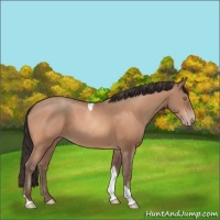 Horse Color:Sable Champagne Tobiano 