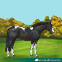 Horse Color:Brown Tobiano 
