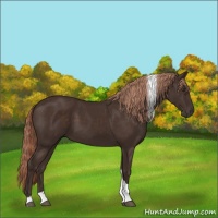 Horse Color:Liver Chestnut Tobiano 