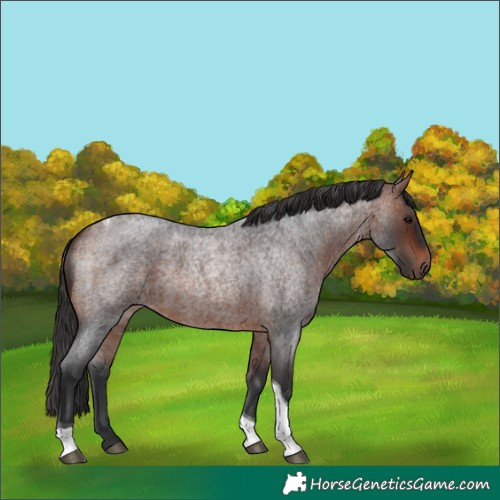 Horse Color:Bay Roan Tobiano 