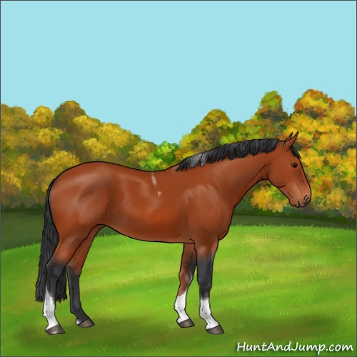 Horse Color:Bay Tobiano