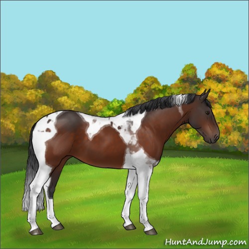 Horse Color:Brown Tobiano 