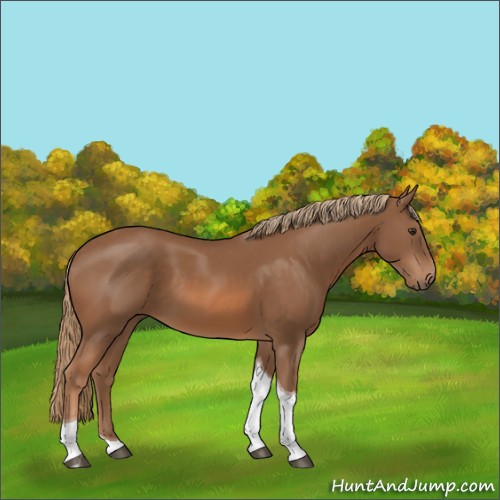 Horse Color:Chestnut Tobiano
