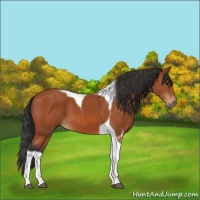 Horse Color:Bay Tobiano 
