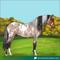 Horse Color:White Spotted Bay Roan 