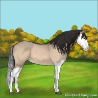 Horse Color:Bay Dun Splash 