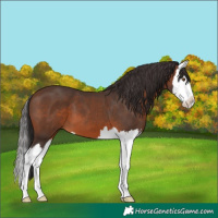 Horse Color:Brown Splash 