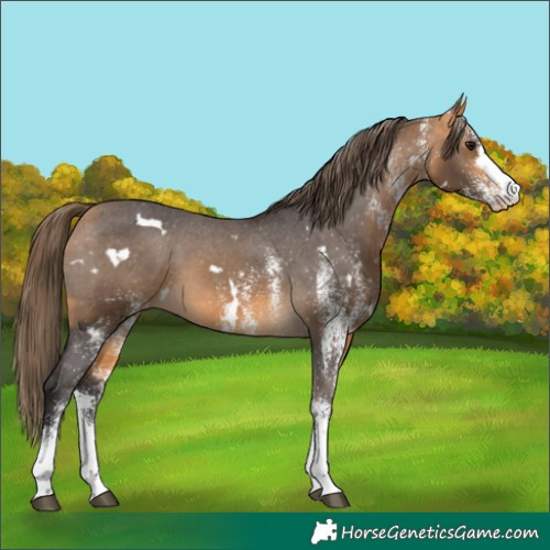 Horse Color:White Spotted Buckskin Varnish 