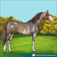 Horse Color:White Spotted Buckskin Varnish 
