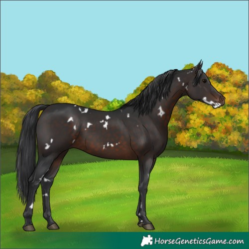 Horse Color:White Spotted Brown 