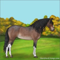 Horse Color:Brown Roan 