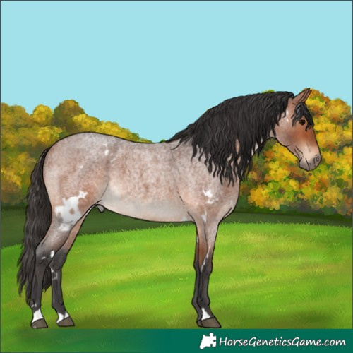 Horse Color:White Spotted Bay Roan 