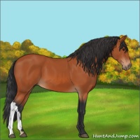 Horse Color:Brown 