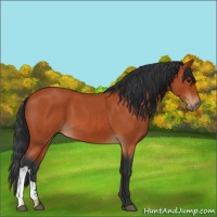 Horse Color:Bay Roan 