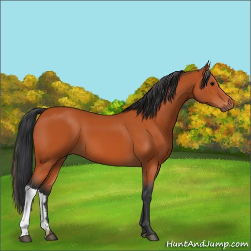 Horse Color:Bay 