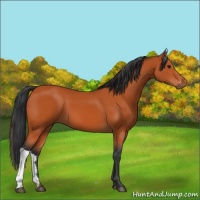 Horse Color:Bay 
