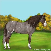 Horse Color:White Spotted Liver Red Roan Splash 