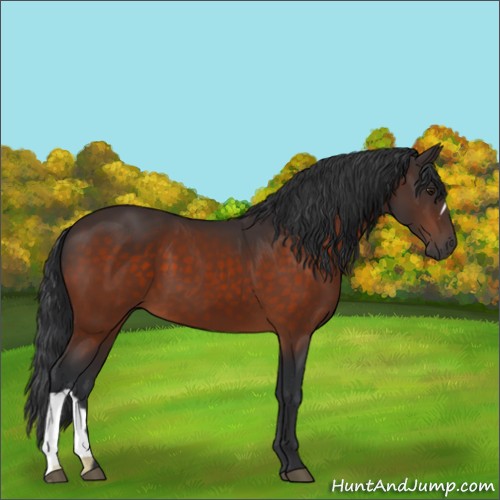 Horse Color:Brown 