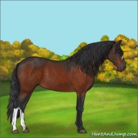 Horse Color:Brown 