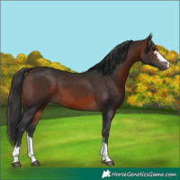 Horse Color:Brown 