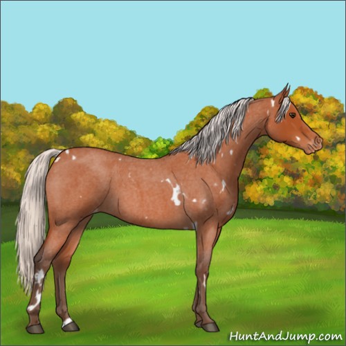 Horse Color:White Spotted Silver Bay Roan Appaloosa 