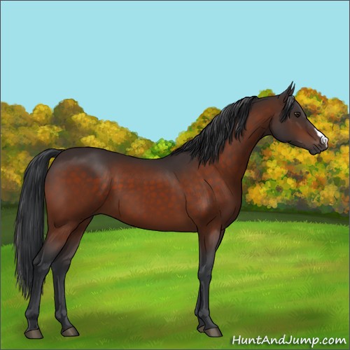 Horse Color:Brown 
