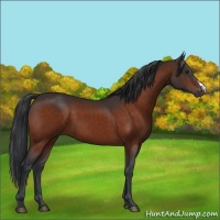 Horse Color:Brown 