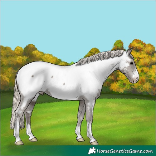 Horse Color:Silver Smoky Black Sabino Appaloosa 