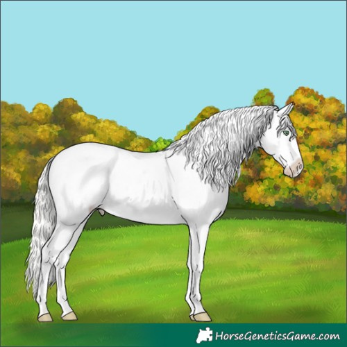 Horse Color:Silver Amber Cream Champagne Appaloosa 
