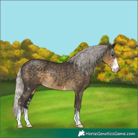 Horse Color:Silver Smoky Black Sabino Rabicano 