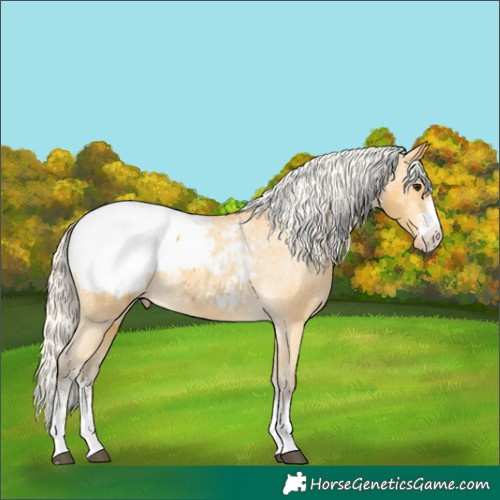 Horse Color:Silver Buckskin Sabino Appaloosa 