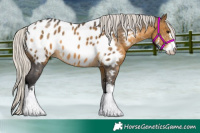 Horse Color:Silver Buckskin Sabino Appaloosa 