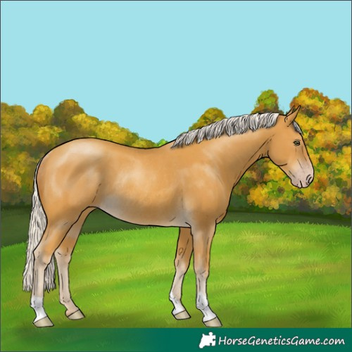 Horse Color:Silver Classic Cream Champagne Rabicano 