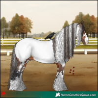 Horse Color:White Spotted Brown Appaloosa 
