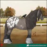 Horse Color:Grullo Appaloosa 