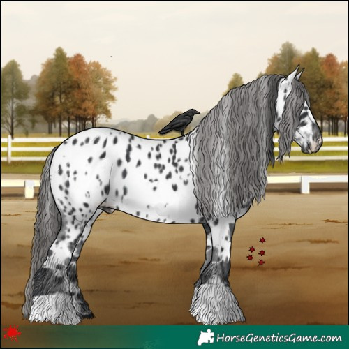 Horse Color:White Spotted Black Appaloosa