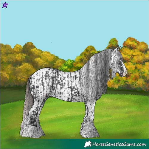 Horse Color:Black  and Black Appaloosa 