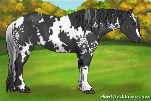 Horse Color:White Spotted Black