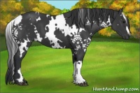 Horse Color:White Spotted Black 
