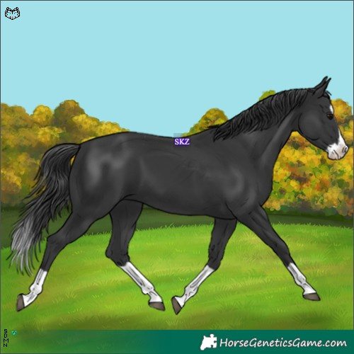 Horse Color:Black Splash