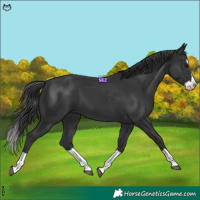 Horse Color:Black Splash