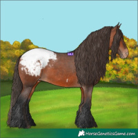 Horse Color:Bay Snowcap 