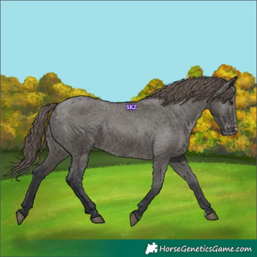 Horse Color:Grullo Appaloosa 