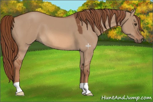 Horse Color:Red Dun 
