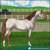 Horse Color:Red Dun Roan Brindle 