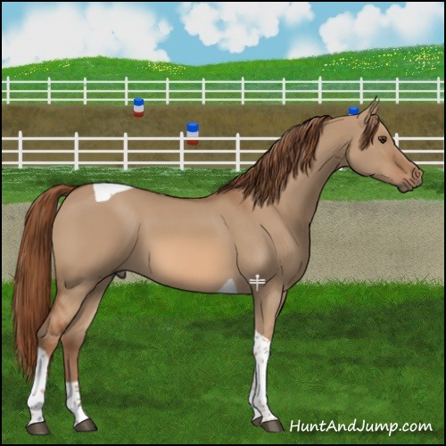 Horse Color:Red Dun Tobiano 