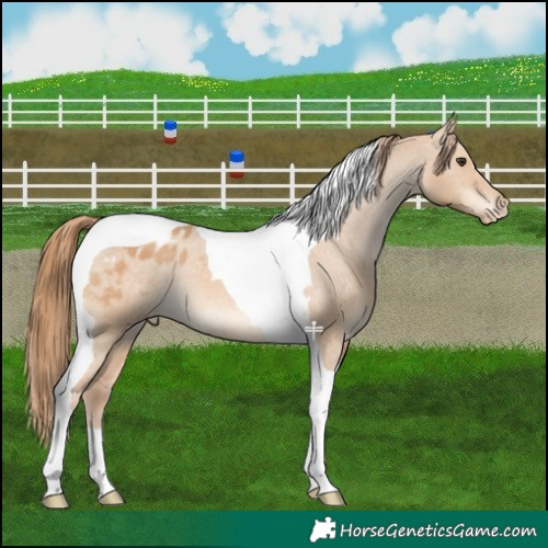 Horse Color:Red Dun Tobiano Appaloosa 