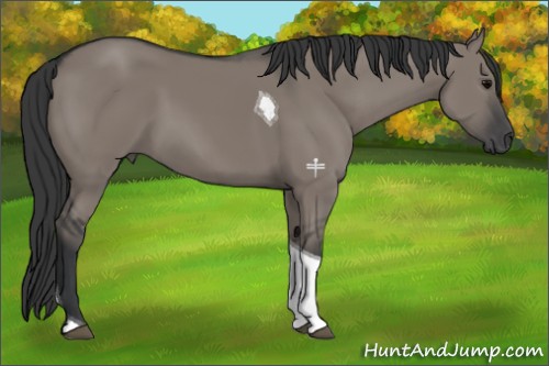 Horse Color:Grullo Tobiano 